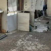 کفتر تهرانی