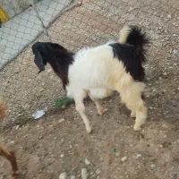 بزغاله نر یا چپیش