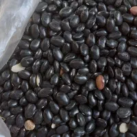 فروش لوبیا چیتی وسیاه