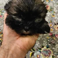 واگذاری توله شیتزو ماده