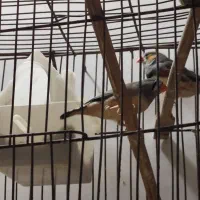 یه جفت فنچ یه جفت مرغ عشق|پرنده|زابل, |دیوار