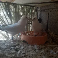 دم سیاه گوک