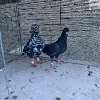 کفتر نامه بر کوهی