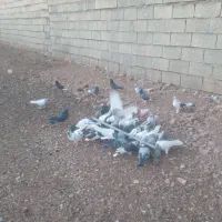 فروش فوری ۸۰عدد کبوتر ناب وپرشی|پرنده|کوهدشت, |دیوار