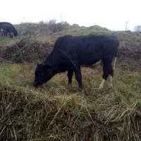 گاو نر|حیوانات مزرعه|رانکوه, |دیوار