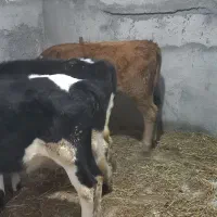فروش سه راس گوساله ماده