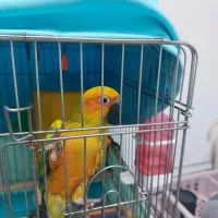 طوطی خورشیدی سانکاور