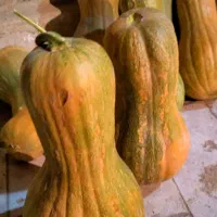 کدو تنبل|خوردنی و آشامیدنی|قم, امامزاده ابراهیم|دیوار