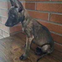 واگذاری مالینیوز ماده|سگ|بابل, |دیوار