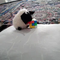 عروسک|اسباب‌بازی بچه|نورآباد, |دیوار