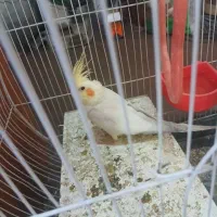 عروس هلندی