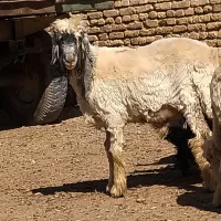 بره قوچی و کهره دوبری|حیوانات مزرعه|بروجن, |دیوار