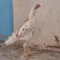خروس اوشامو