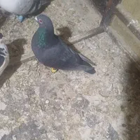فروش کبوتر  زیل.چپ سیاه هفرنگ خوشگل