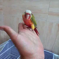 جوجه گرین چیک|پرنده|نیشابور, شهرک فیروزه|دیوار