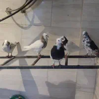 کبوتر طوقی و پاکستانی