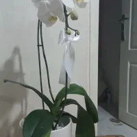 گل ارکیده