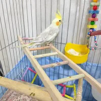 عروس هلندی نر + توضیحات