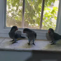 جوجه راهب چلوندنی