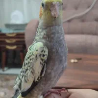 عروس هلندی /نژاد دار /اهلی /دستی