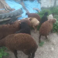 بره،پرواری