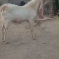 بز .نری گلابی