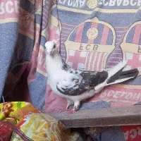 گمشده