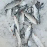 ماهی تازه تازه هست|ماهی|میناب, |دیوار