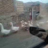 غاز خالماگور روسی