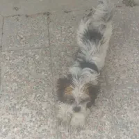 سگ  حرف گوش کن