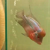 ماهی فلاور نر و ماده