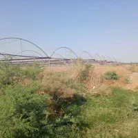 گلخونه|عمده‌فروشی|کهنوج, |دیوار