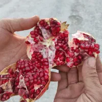 فروش انار با قیمت مناسب