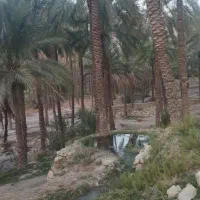 یک قطعه باغ|فروش زمین و ملک کلنگی|اهرم, |دیوار