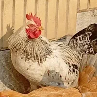 خروس جوان|حیوانات مزرعه|اصفهان, شیخ طوسی|دیوار