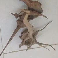 فروش چوب آبنوس برای آکواریوم|ماهی|بروجرد, |دیوار