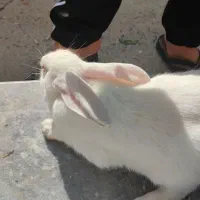 خرگوش سفید بزرگ ماده|موش و خرگوش|سنندج, |دیوار