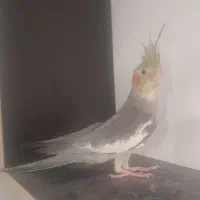 عروس هلندی نر جوان