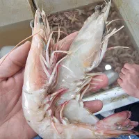 ماهی و میگو تازه صید روز بوشهر|خوردنی و آشامیدنی|تهران, دانشگاه شریف|دیوار