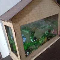 آکواریوم با ماهی|ماهی|شیراز, شاپورجان|دیوار