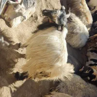 تیشتر ترکی آبستن|حیوانات مزرعه|کوهرنگ, |دیوار