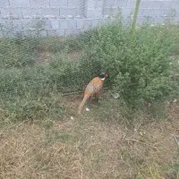 مرغ خروس تزینی|حیوانات مزرعه|رشت, ولکس|دیوار