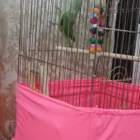 ملنگو نر