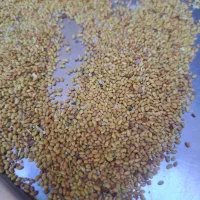 بذر یونجه