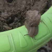 حلزون|خزنده|سنندج, |دیوار