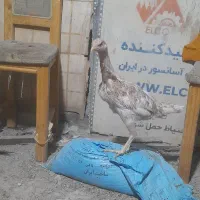 جوجه لاری مرغ لاری