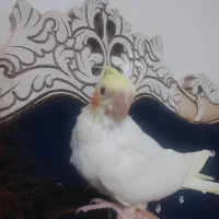 عروس هلندی|پرنده|آران و بیدگل, |دیوار