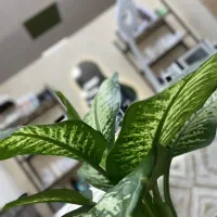 جشنواره پاکسازی تخصصی