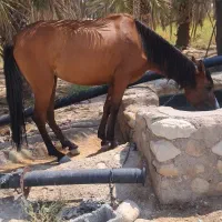 اسب سالم و سرحال