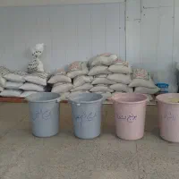 برنج گلستان بندرترکمن